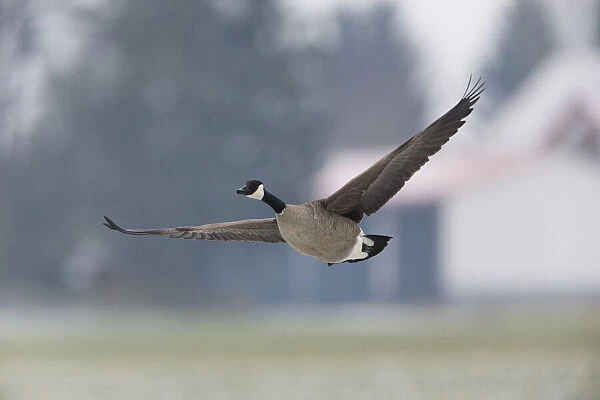 1803_0033. Canada Goose - in flight in winter; North Hessen, Germany Date: 11-Feb-19