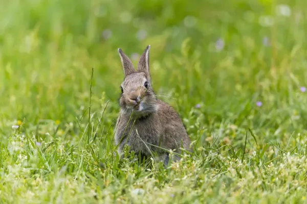Wild Rabbit Print - Texel Island, The Netherlands. Art Prints
