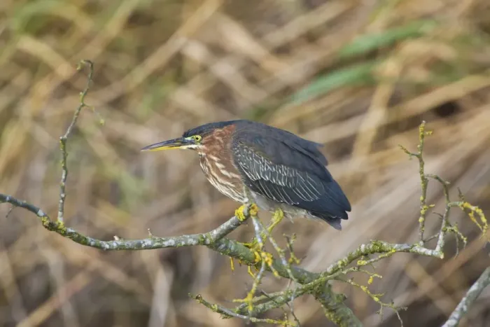 Framed Print : 1st winter Green Heron vagrant Kent UK October Framed Print : 1st winter Green Heron vagrant Kent UK October