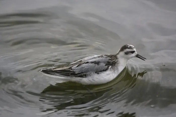 Framed Print : 1st winter Grey Phalarope catching food on migration in Midlands UK Framed Print : 1st winter Grey Phalarope catching food on migration in Midlands UK
