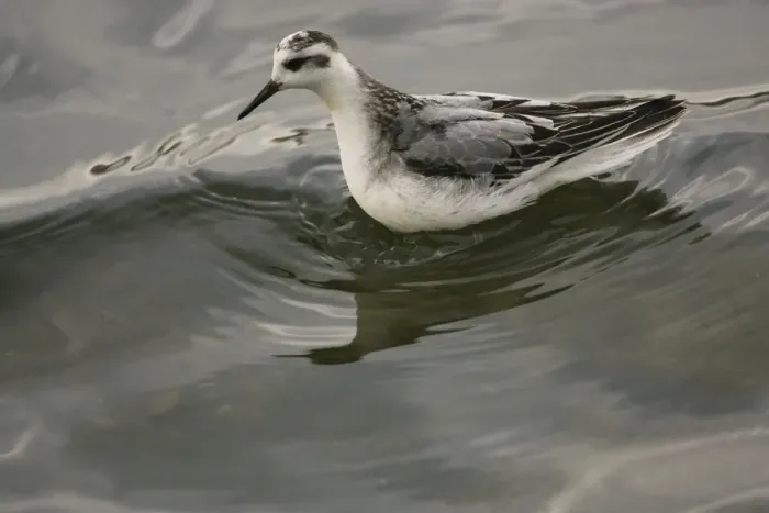 Framed Print : 1st winter Grey Phalarope - resting on water on migration in Midlands UK Framed Print : 1st winter Grey Phalarope - resting on water on migration in Midlands UK