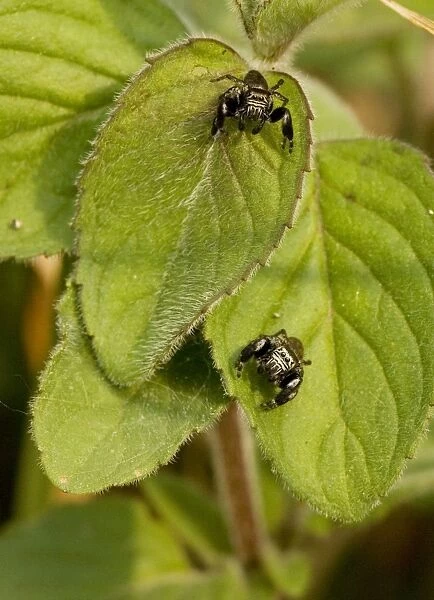 2 jumping spiders (Evarcha arcuata) on mint leaves; Dordogne, France