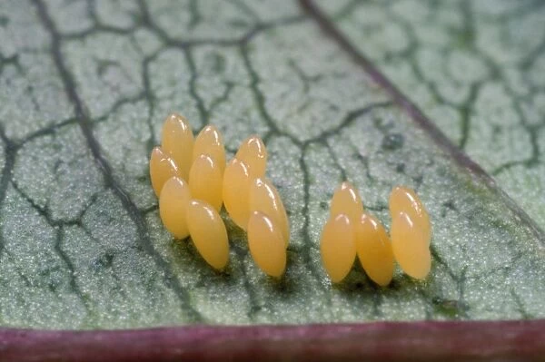 2-Spot Ladybird - clutch of eggs - UK