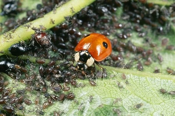 2-spot Ladybird - feeding on aphids UK