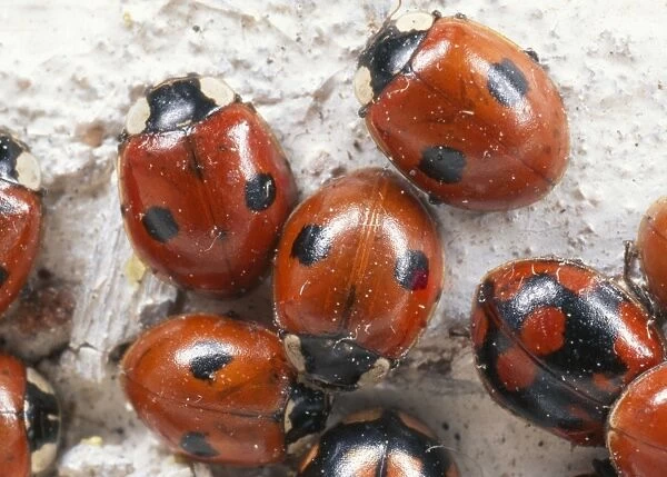 2-spot Ladybird hibernating group UK
