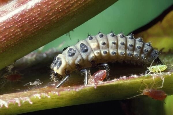 2-spot Ladybird - larva with aphids UK