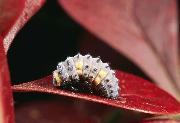 2-spot Ladybird Larva about to pupate, UK