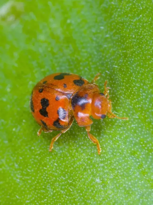 Framed Print : 24-spot ladybird Also known as ‘hairy ladybird (only UK species that is covered in ‘hairs') Location: Cornwall, UK Framed Print : 24-spot ladybird Also known as ‘hairy ladybird (only UK species that is covered in ‘hairs') Location: Cornwall, UK