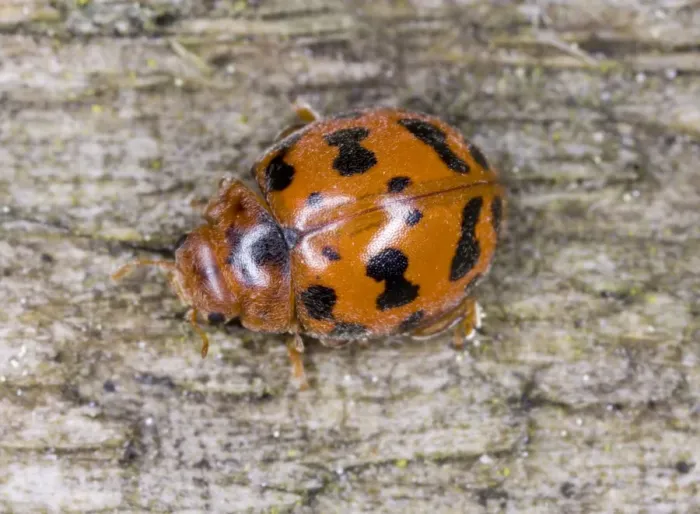 Framed Print : 24-spot ladybird Also known as ‘hairy ladybird (only UK species that is covered in ‘hairs') Location: Cornwall, UK Framed Print : 24-spot ladybird Also known as ‘hairy ladybird (only UK species that is covered in ‘hairs') Location: Cornwall, UK