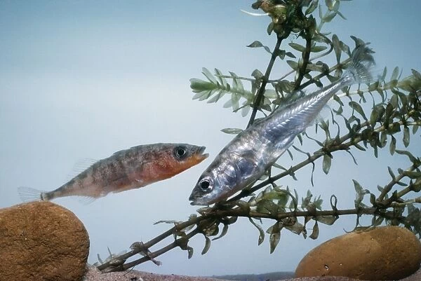 3 Spined Stickleback Pair, European Freshwater (cold)