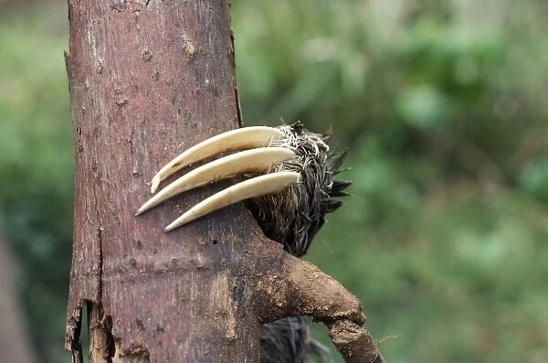 3-toed Sloth - close-up of claw. Panama