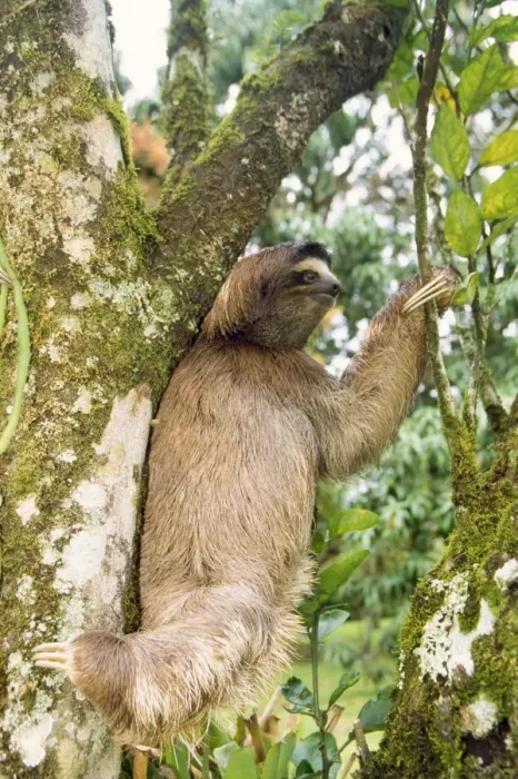 Framed Print : 3 Toed Sloth Costa Rica Framed Print : 3 Toed Sloth Costa Rica
