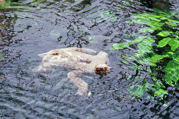 3-toed Sloth - swimming