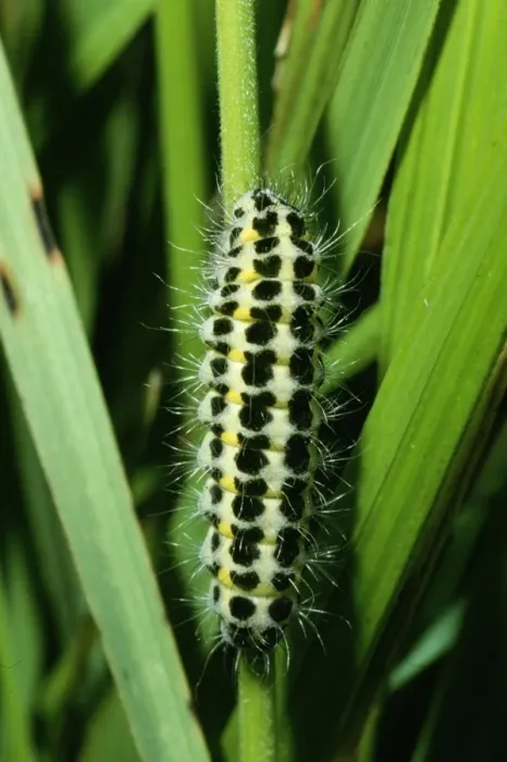 Framed Print : 5-spot Burnet Moth - catapillar / larvae stage Framed Print : 5-spot Burnet Moth - catapillar / larvae stage