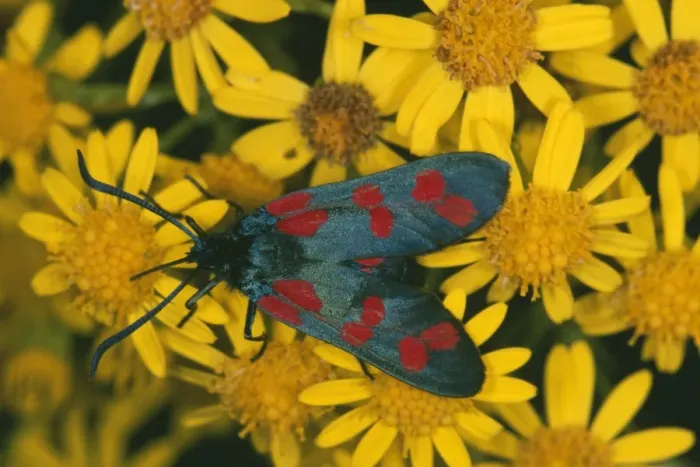Framed Print : 6-Spot Burnet Moth ROG 7898 On Ragwort, Cornwall UK. Zygaena filipendulae © Bob Gibbons / ARDEA LONDON Framed Print : 6-Spot Burnet Moth ROG 7898 On Ragwort, Cornwall UK. Zygaena filipendulae © Bob Gibbons / ARDEA LONDON