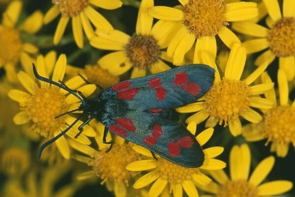 6-Spot Burnet Moth ROG 7898 On Ragwort, Cornwall UK. Zygaena filipendulae © Bob Gibbons  /  ARDEA LONDON