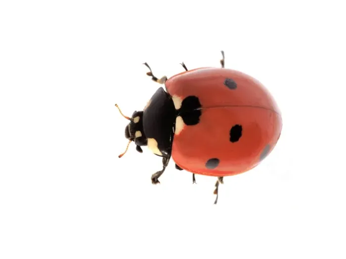 Framed Print : 7-spot Ladybird Framed Print : 7-spot Ladybird