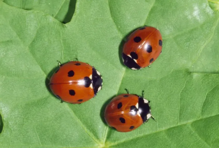 Framed Print : 7-spot Ladybird Framed Print : 7-spot Ladybird