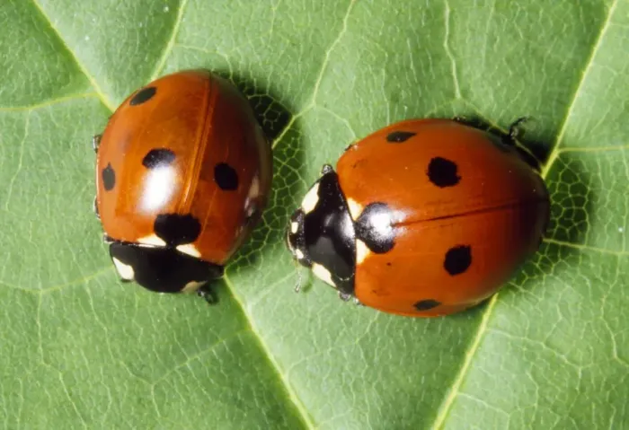 Framed Print : 7-spot Ladybird Framed Print : 7-spot Ladybird