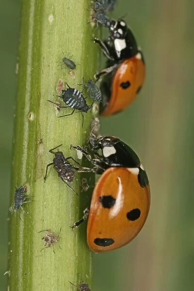7 Spot Ladybird – 2 eating aphids Bedfordshire UK 002002