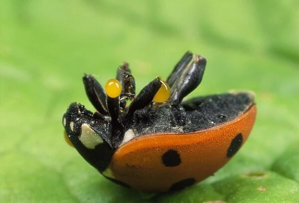 7-spot Ladybird - autobleeding - UK also know as Coccinella septempunctata