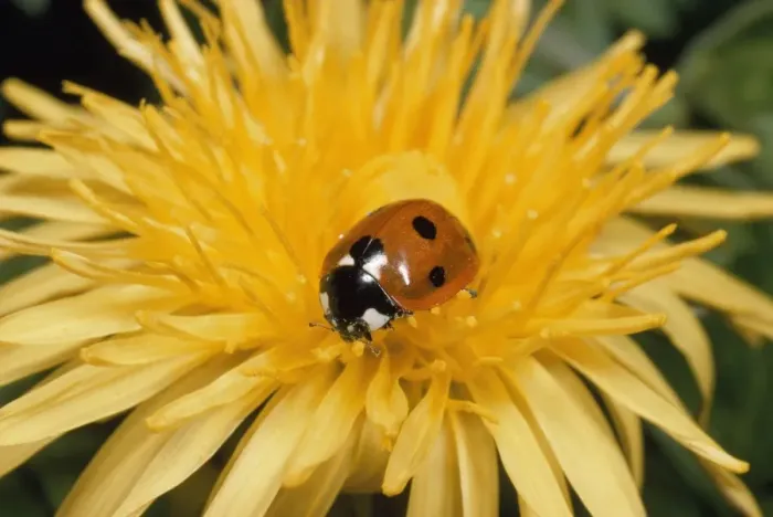 Framed Print : 7-spot Ladybird - on dandelion flower UK