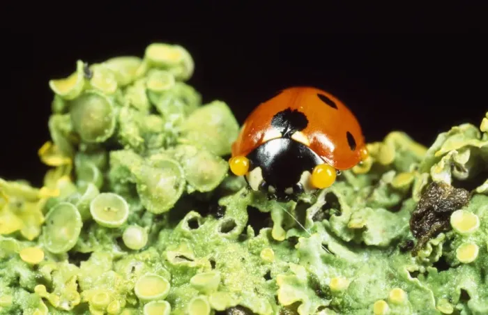 Framed Print : 7-spot Ladybird - defensive autobleeding Framed Print : 7-spot Ladybird - defensive autobleeding