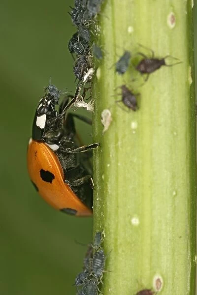7 Spot Ladybird - eating aphid Bedfordshire UK 001995