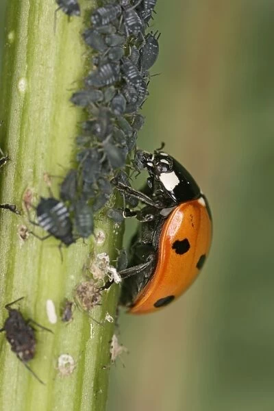 7 Spot Ladybird - eating aphid Bedfordshire UK 001999