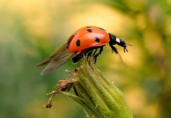 7-Spot Ladybird - on flower