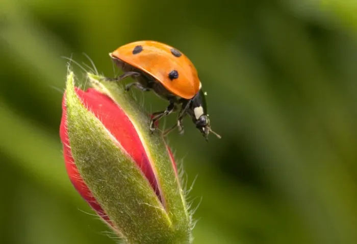 Framed Print : 7-Spot Ladybird - On flower Framed Print : 7-Spot Ladybird - On flower