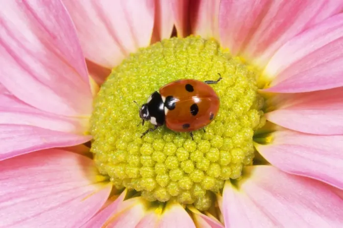 Framed Print : 7-spot Ladybird - on flower - UK also know as Coccinella septempunctata Framed Print : 7-spot Ladybird - on flower - UK also know as Coccinella septempunctata