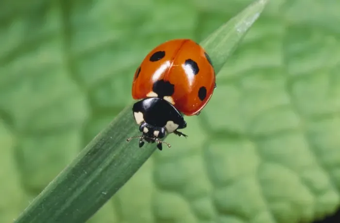 Framed Print : 7-spot Ladybird - garden UK Framed Print : 7-spot Ladybird - garden UK