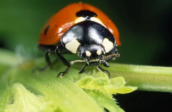 7-spot Ladybird - head in close-up - UK also know as Coccinella septempunctata