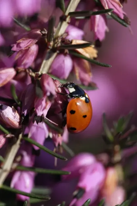 Framed Print : 7-Spot Ladybird - on heather blossom, Lower Saxony, Germany Framed Print : 7-Spot Ladybird - on heather blossom, Lower Saxony, Germany