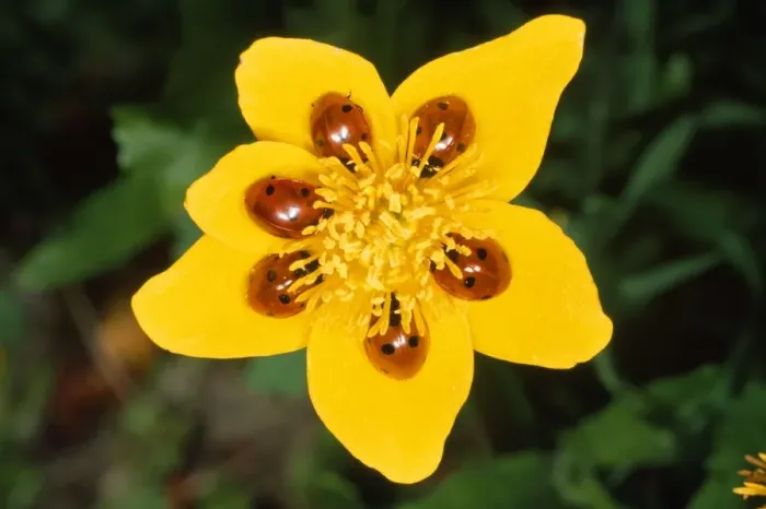 Framed Print : 7-Spot Ladybird - on marsh marigold - UK