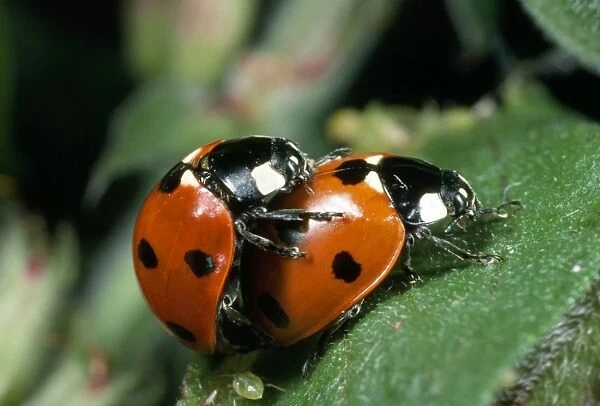 7-spot Ladybird - mating pair - UK also known as: Coccinella septempunctata