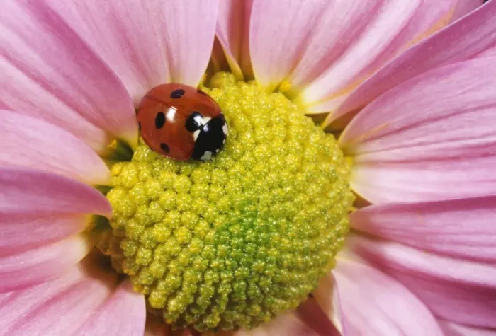 Framed Print : 7-SPOT LADYBIRD - PINK FLOWER Framed Print : 7-SPOT LADYBIRD - PINK FLOWER