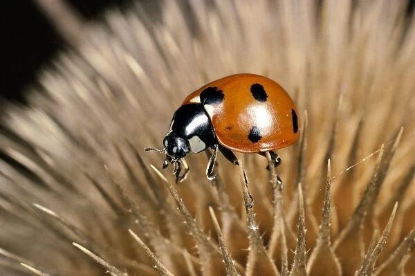7 Spot Ladybird - on seed head of teasel. UK