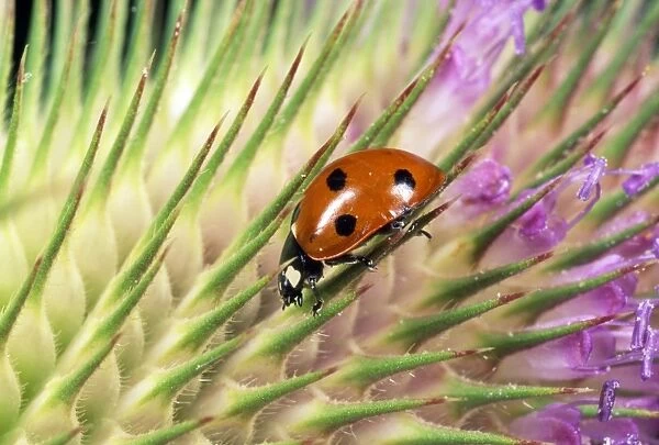 7-spot Ladybird - on seed head of Teasel - UK also know as Coccinella septempunctata