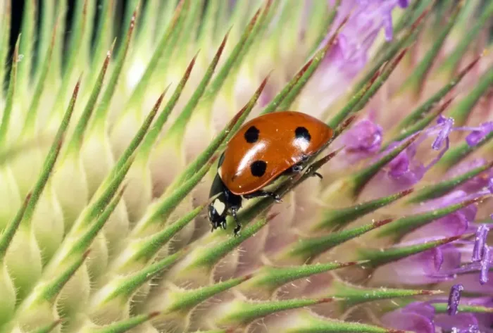 Framed Print : 7-spot Ladybird - on seed head of Teasel - UK also know as Coccinella septempunctata