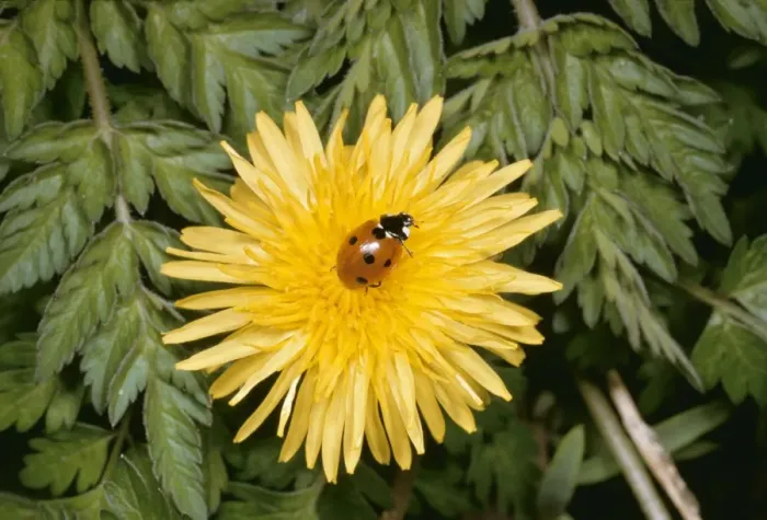 Framed Print : 7 Spot Ladybird SPH 742 On Dandelion flower UK Coccinella 7 punctata © Steve Hopkin / ARDEA LONDON Framed Print : 7 Spot Ladybird SPH 742 On Dandelion flower UK Coccinella 7 punctata © Steve Hopkin / ARDEA LONDON
