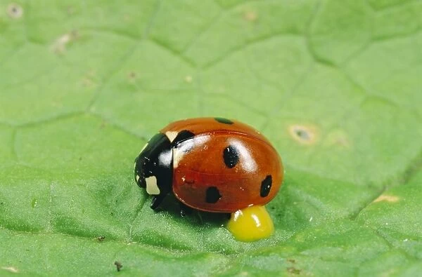 7-Spot Ladybird - UK