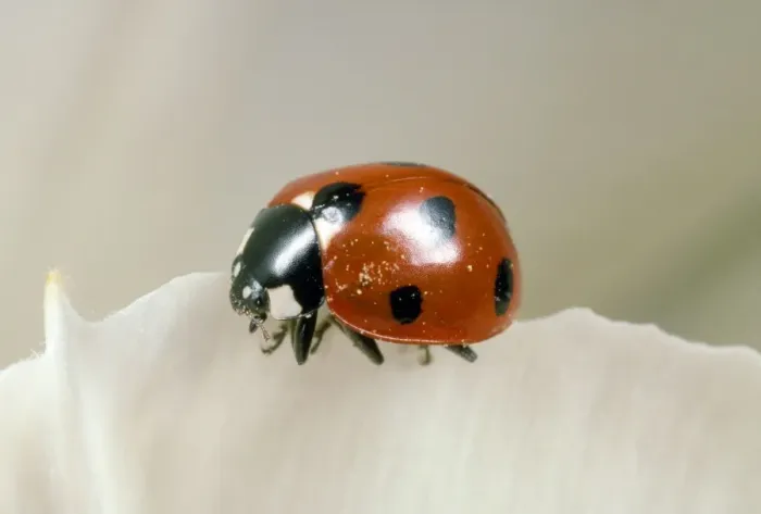 Framed Print : 7-spot Ladybird - UK also know as Coccinella septempunctata Framed Print : 7-spot Ladybird - UK also know as Coccinella septempunctata