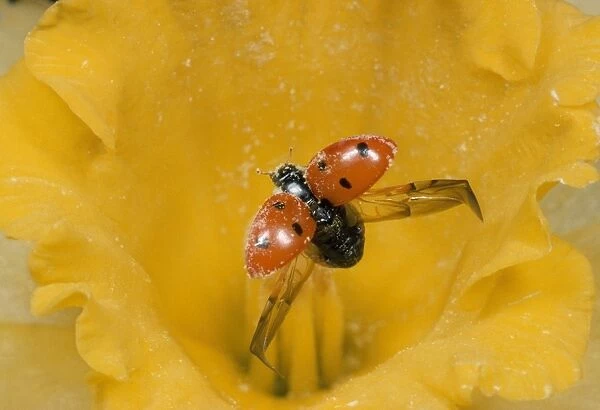 7-spot Ladybird - unfurling wings - UK also known as: Coccinella septempunctata
