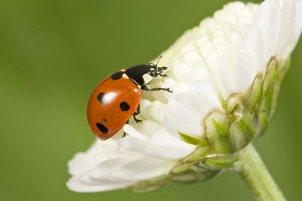 7-Spot Ladybird on White Flower Norfolk UK