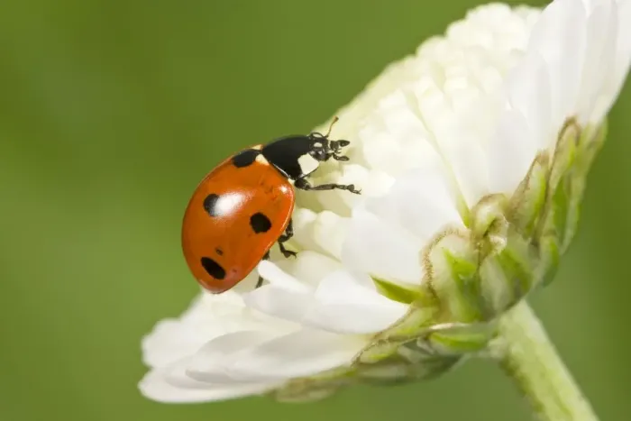 Framed Print : 7-Spot Ladybird on White Flower Norfolk UK Framed Print : 7-Spot Ladybird on White Flower Norfolk UK