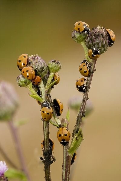 7-spot ladybirds (Coccinella 7-punctata), voraciously devouring aphids, on creeping thistle. Common UK species