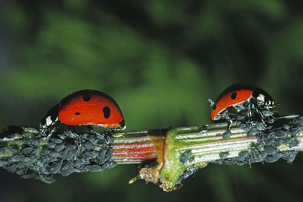 7 Spot Ladybirds - eating Aphids