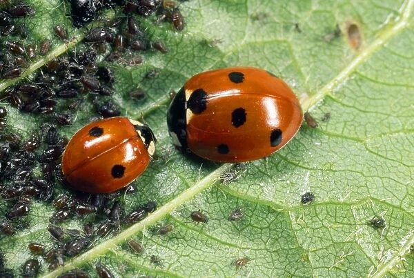 7-spot Ladybirds - feeding on aphids - UK also know as Coccinella septempunctata